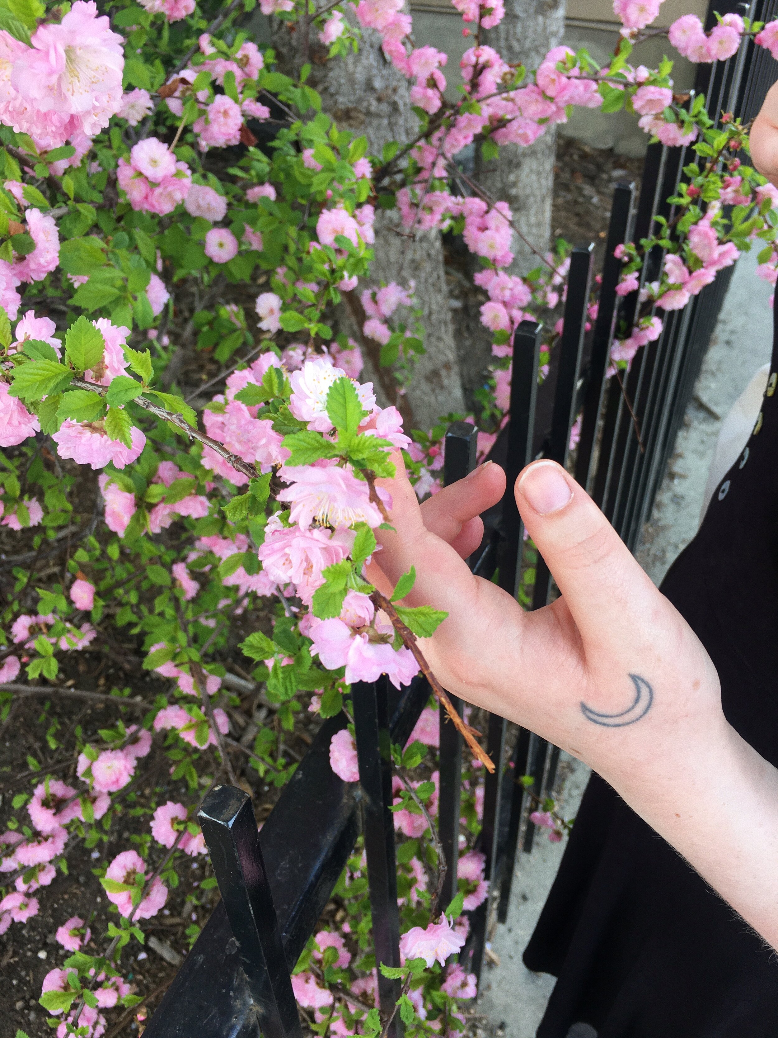 a photo taken while on a walk with my lovely friend aleximage description: a hand with a tattoo of a moon below the thumbs gently holds the branch of a bush with pink flowers and green leaves on it.