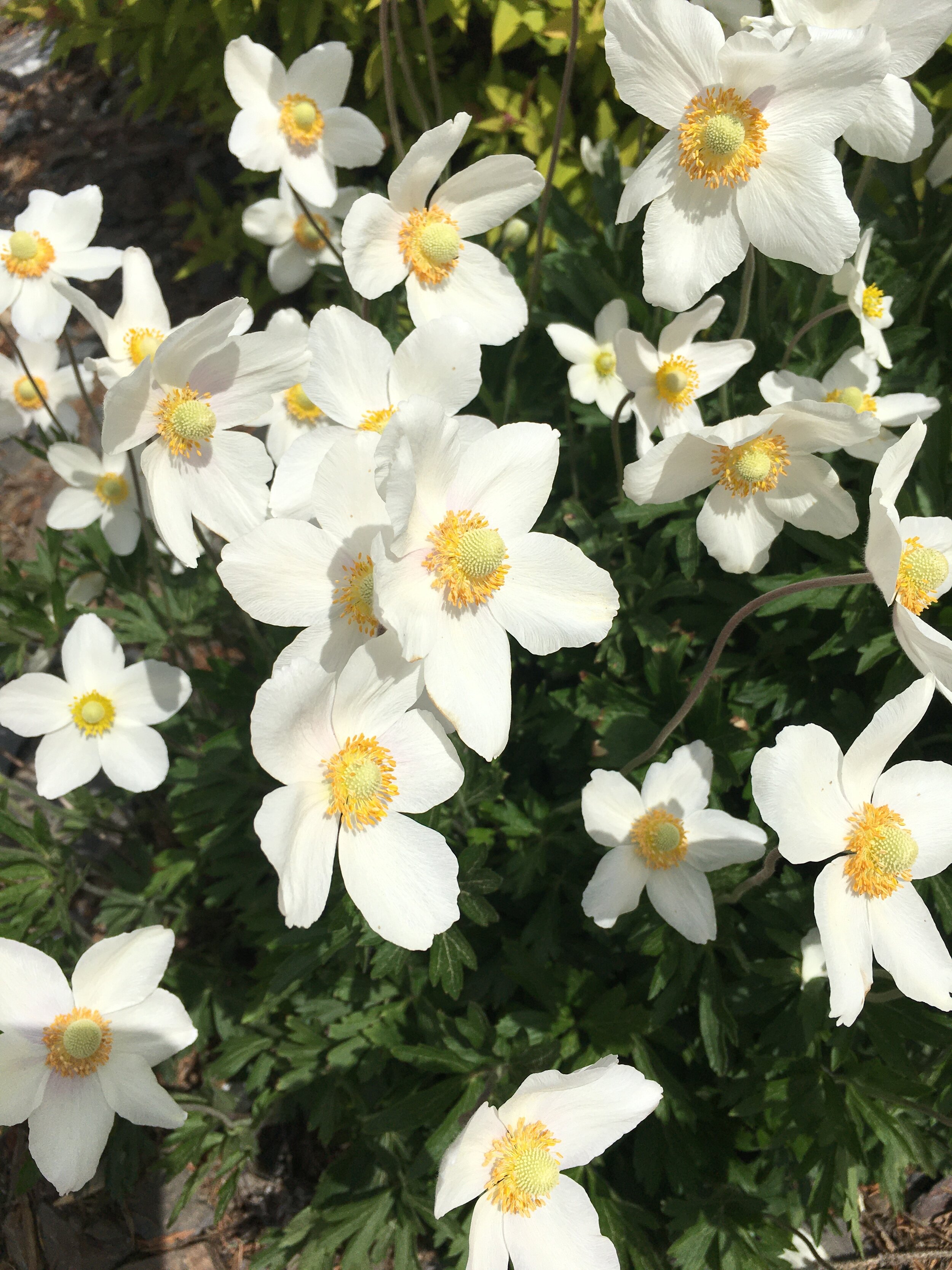 Anemone canadensis probably my favourite native flower.