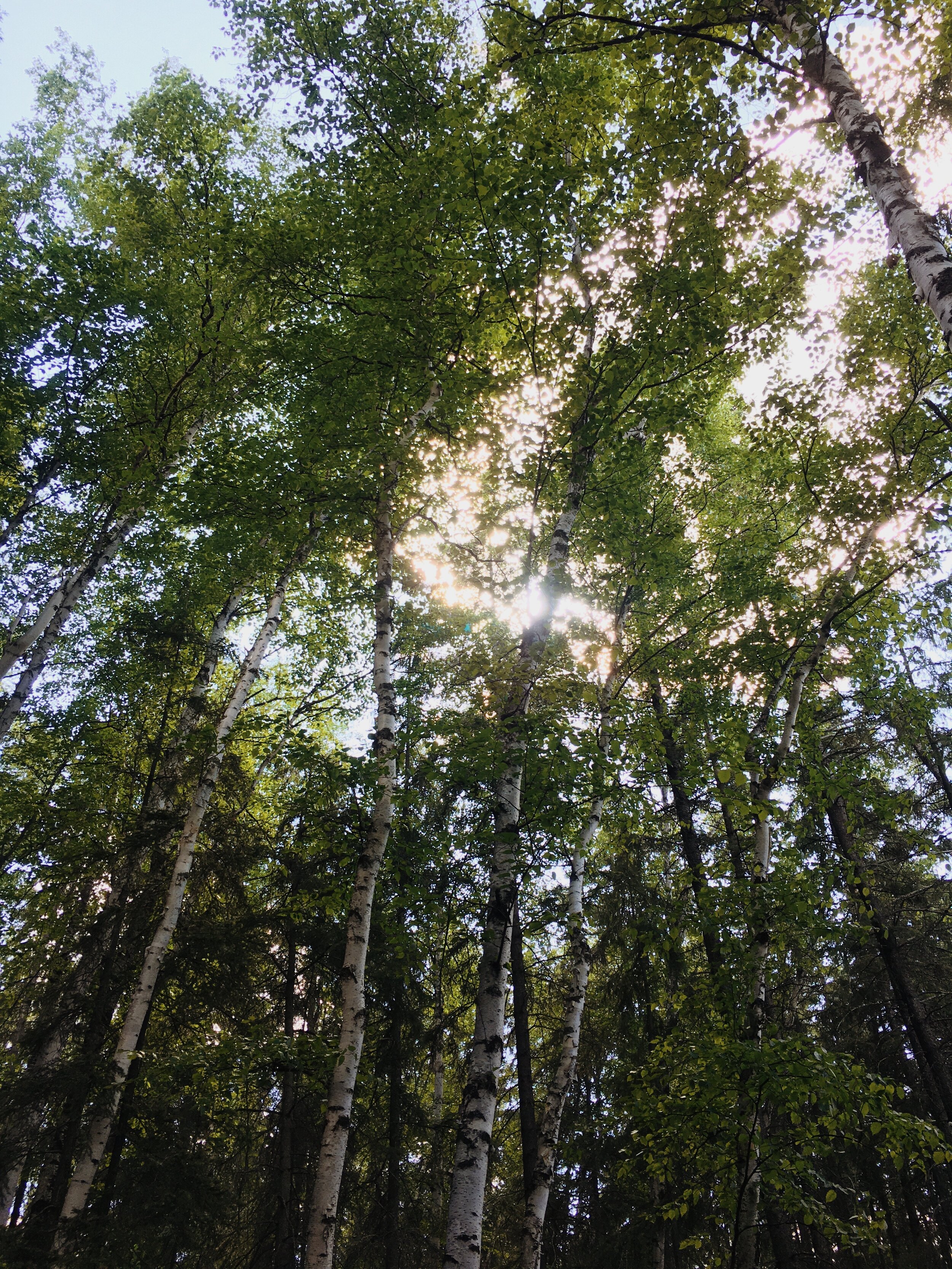 Image from a hike with my familyImage description: sunlight shining through trees