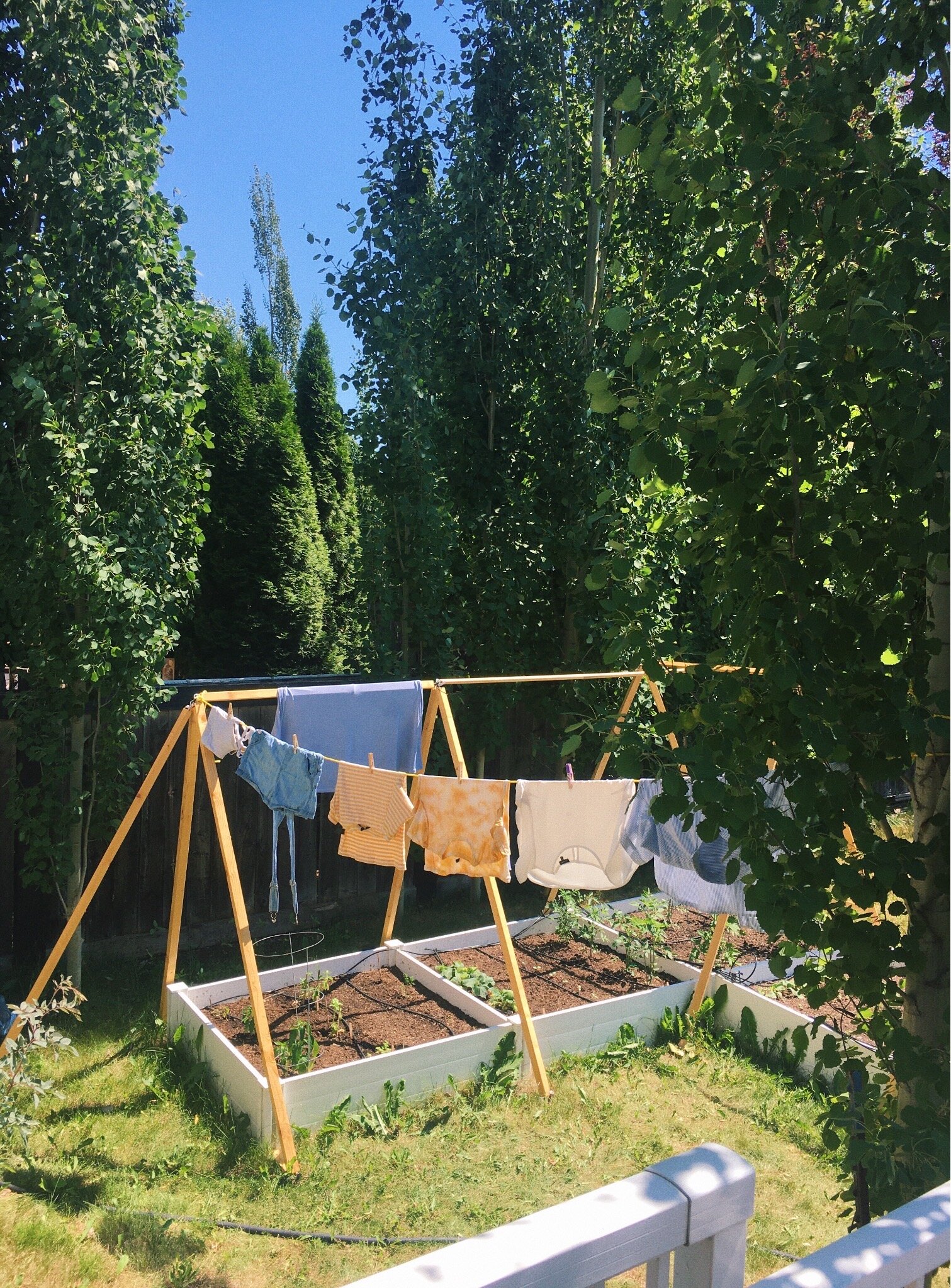 Getting stuff done and enjoying the sun whenever I can. Image description: A clothesline hangs over white garden beds with vegetable plants in them. The background is trees and a blue sky.